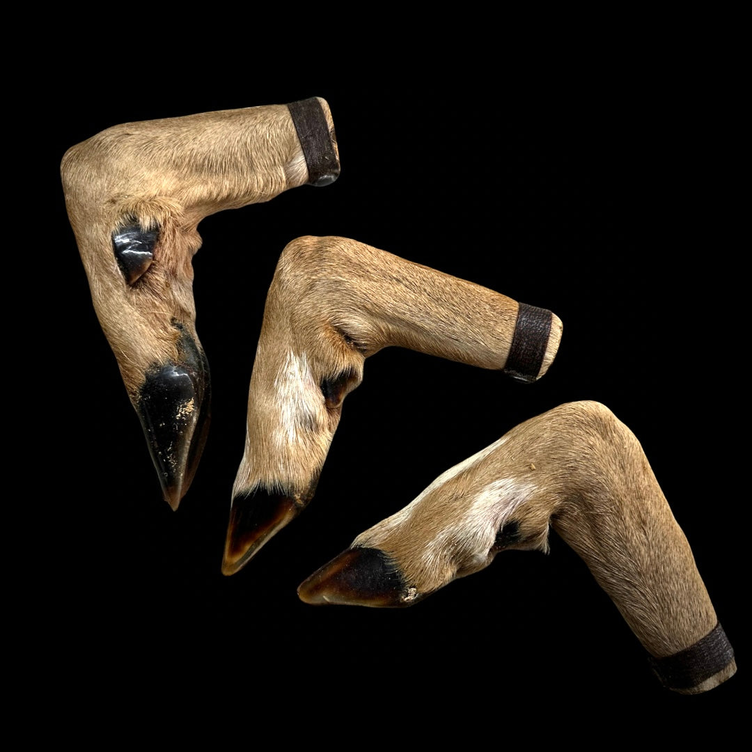 Deer Hoof