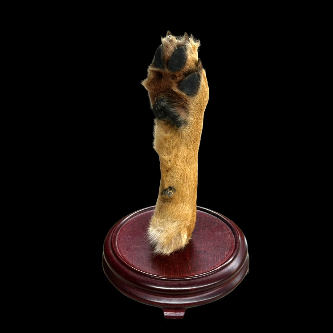 Coyote Paw