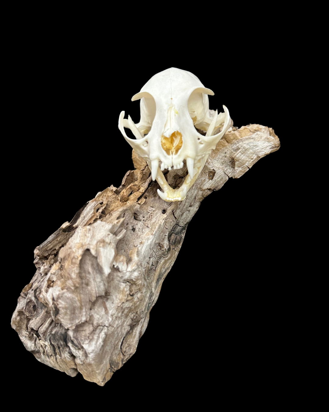 Cat Skull for Jessica
