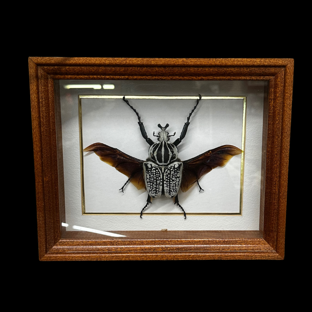 Goliath Beetle Rare