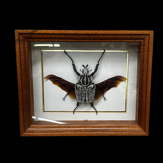Goliath Beetle Rare