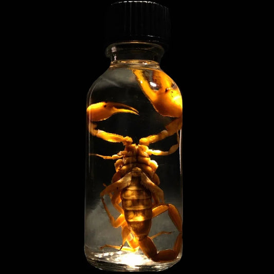 Gold Bark Scorpion
