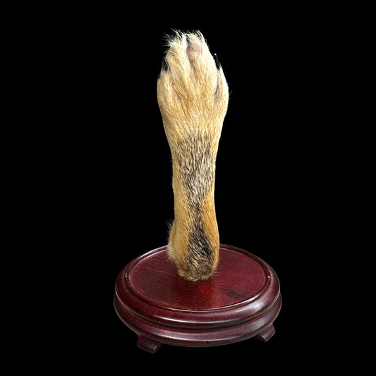 Coyote Paw