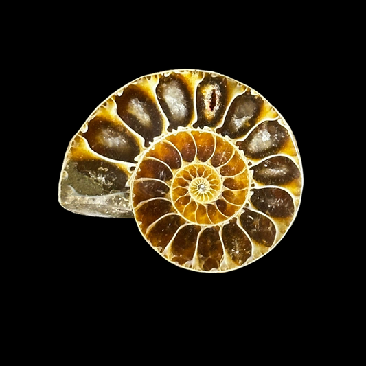 Ammonite Fossil