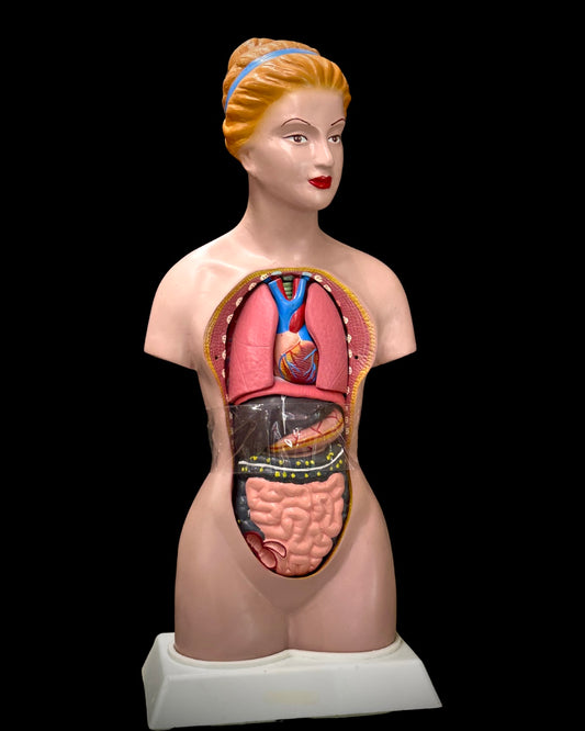 Vintage Anatomy Model