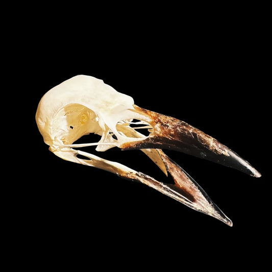 Raven Skull
